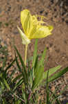 Bigfruit evening primrose